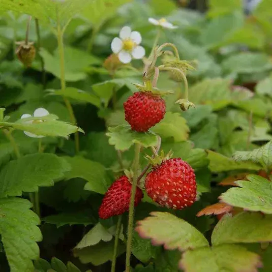 The Natural World Fragaria Rugen bosaardbei P9 zoet