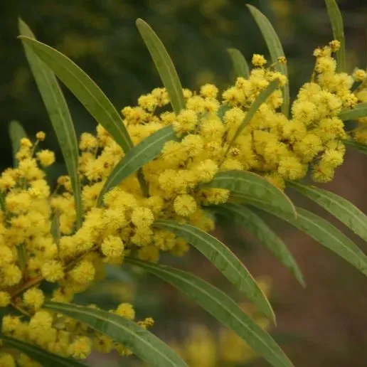 The Natural World Acacia rubida zaden rode acacia