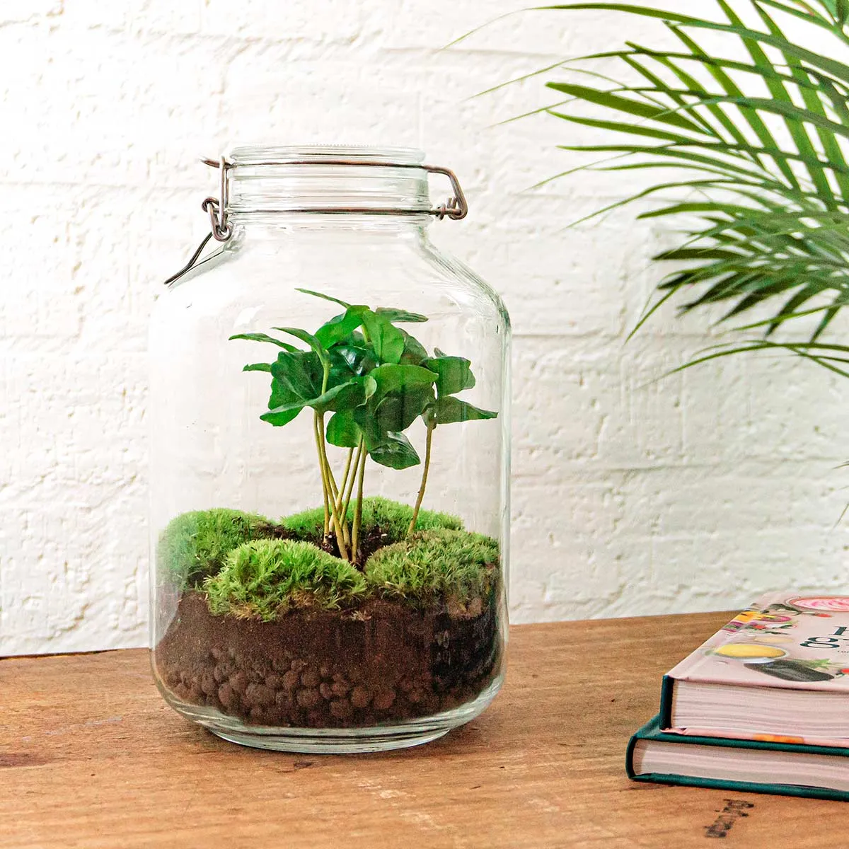 Urbanjungl Jar Bonsai planten terrarium DIY kit Ø18 cm