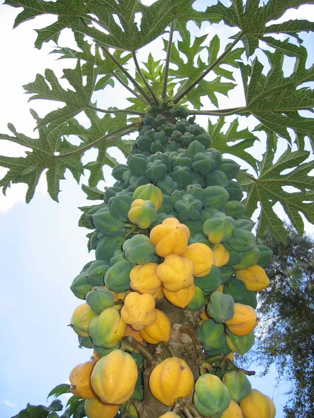 The Natural World Cobquecura bergpapaya plant C5 pot
