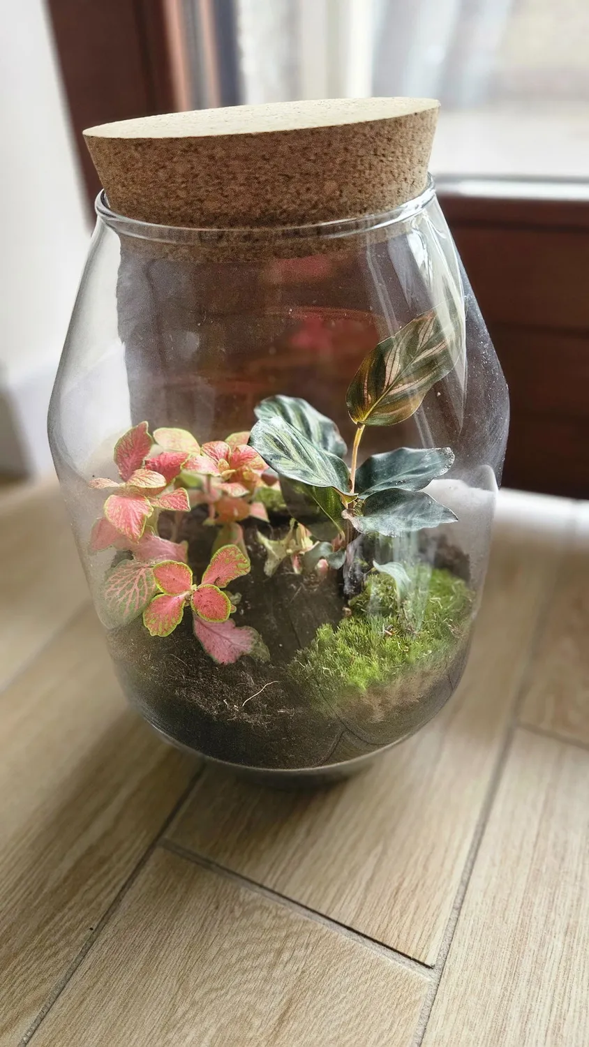 Urbanjungl Calathea Makoyana terrarium navulpakket 3 planten