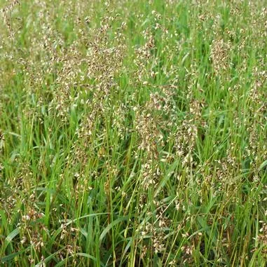 The Natural World Hierochloe odorata vanillegras plant P9