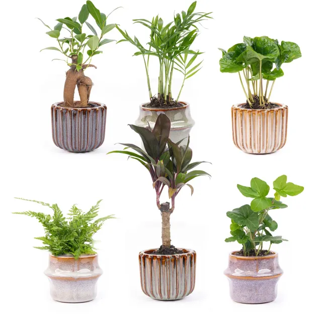 Urbanjungl Mini planten set 6 met Barcelona potjes
