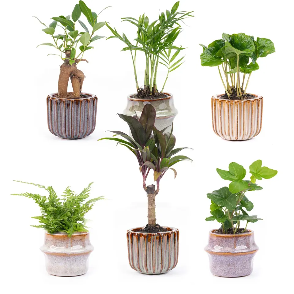 Urbanjungl Mini planten set 6 met Barcelona potjes