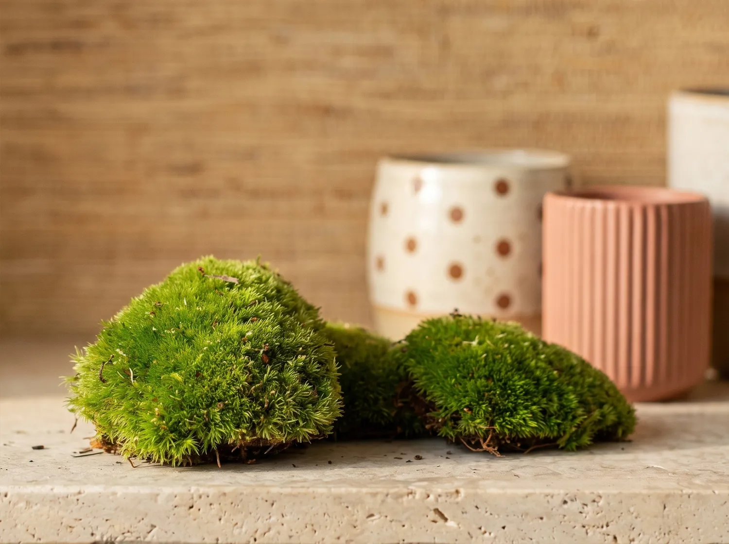 Urbanjungl Terrarium Startpakket 5 planten L/XL met mos