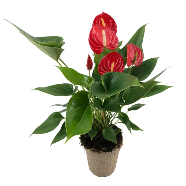 XL-Bloom YoungPlants XL.73 Tropithurium kamerplant jong groen
