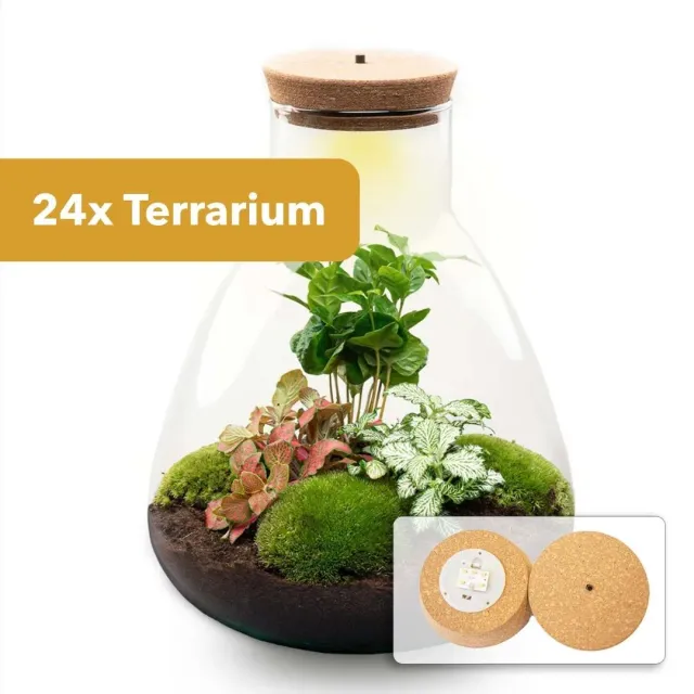 Urbanjungl Sam Coffea terrariumfles 24 stuks LED 30 cm