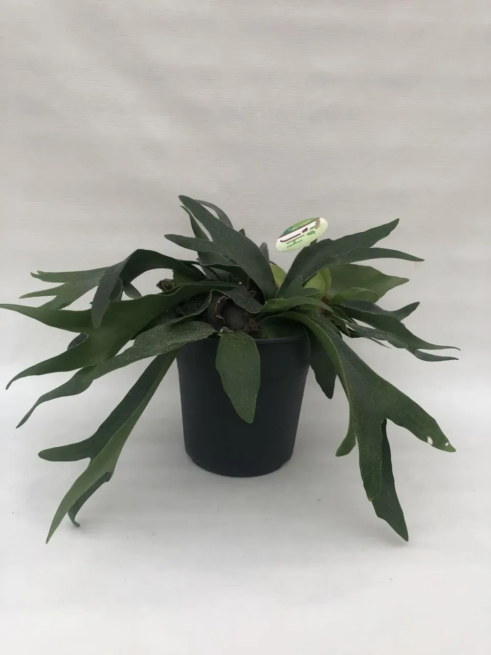 Tuincentrum Heerdink Platycerium hertshoornvaren kamerplant