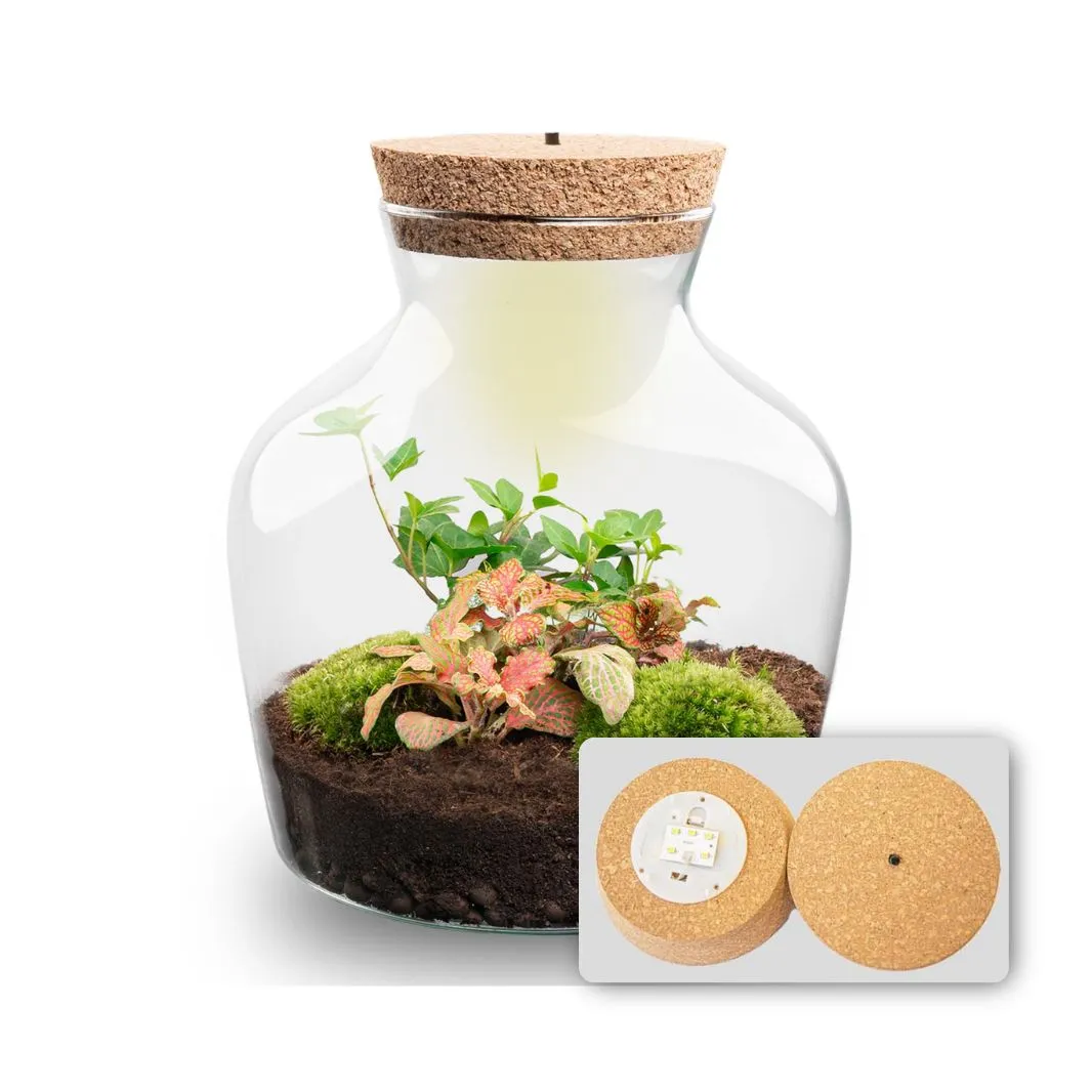 Little Joe Hedera Fittonia Ruby Lime terrarium met licht 20 cm