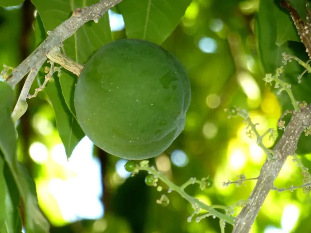 The Natural World Casimiroa edulis witte sapote plant