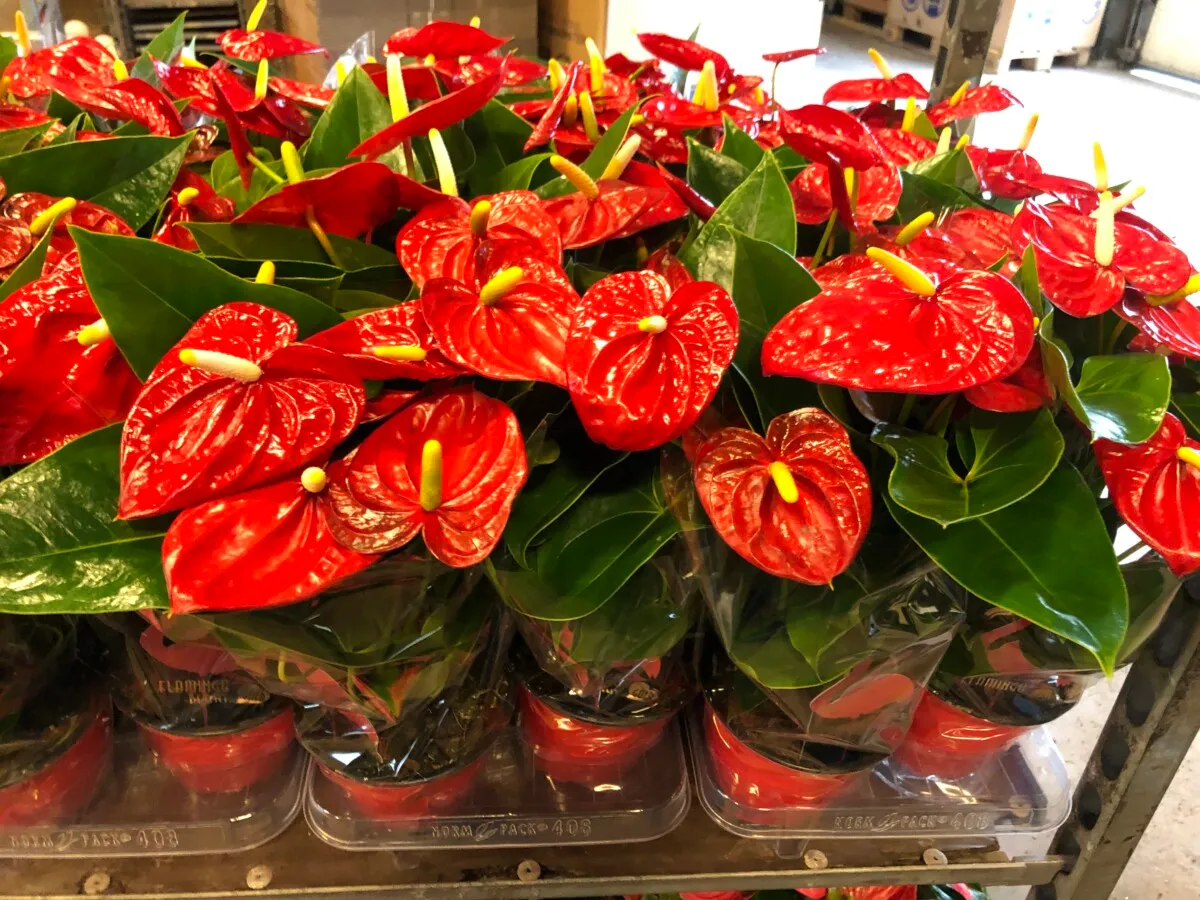XL-Bloom YoungPlants XL.130 jonge plant Mauii Red rood