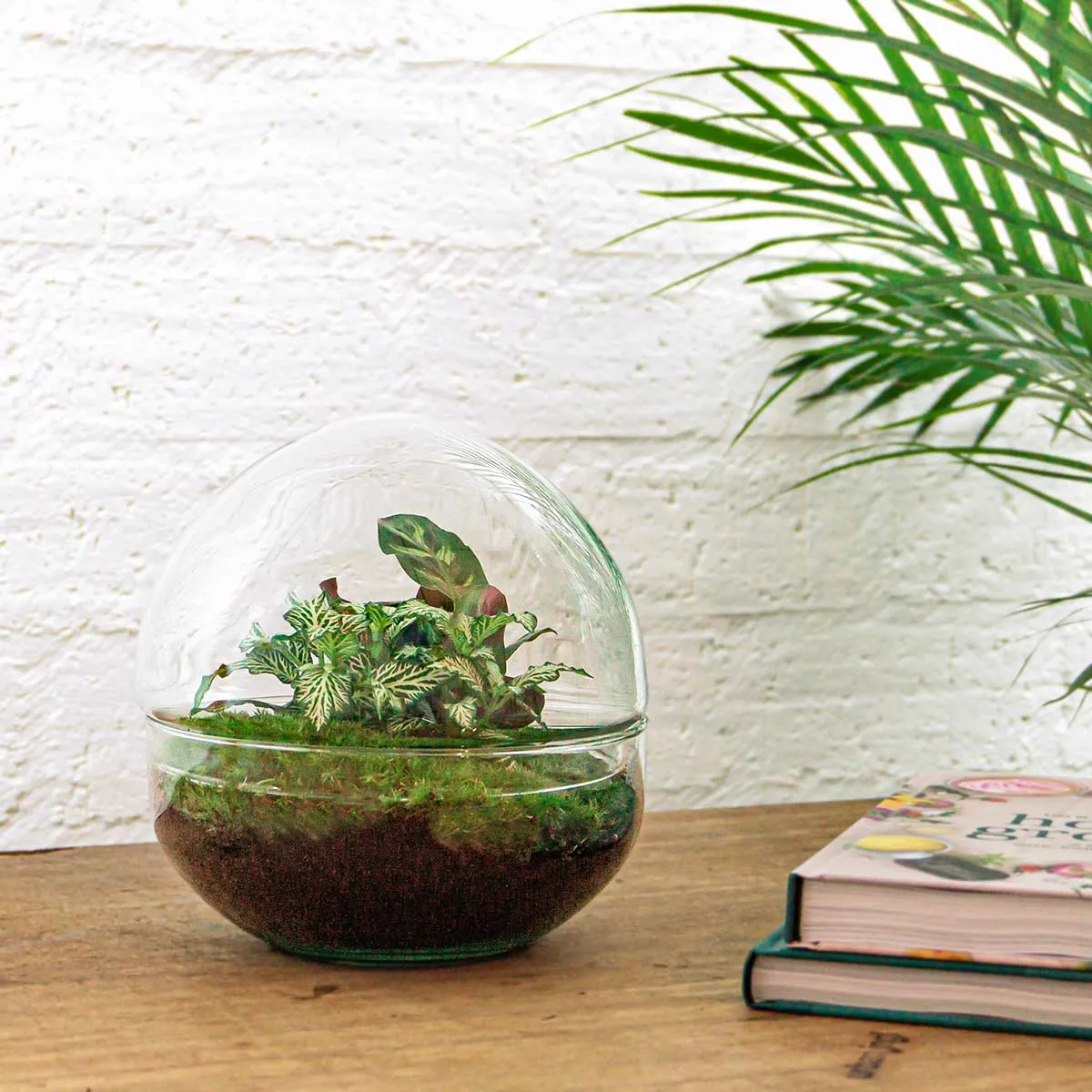 Urbanjungl Dome terrarium DIY kit Ø 20 cm gesloten