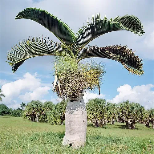 The Natural World Hyophorbe lagenicaulis zaden kamerplant