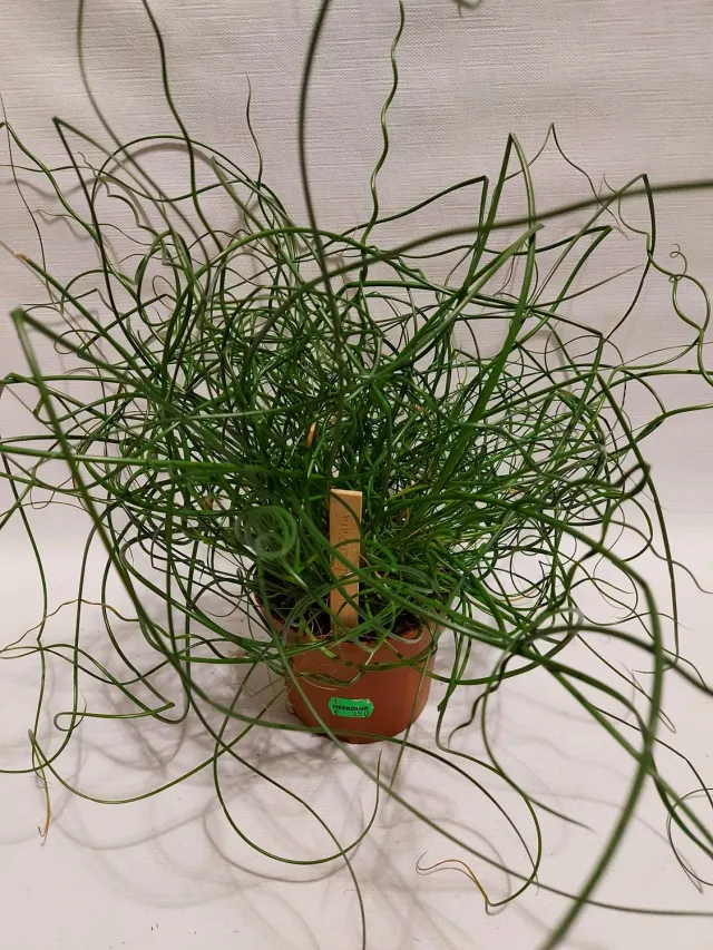 Tuincentrum Heerdink Juncus Spiralis kurkentrekkersgras