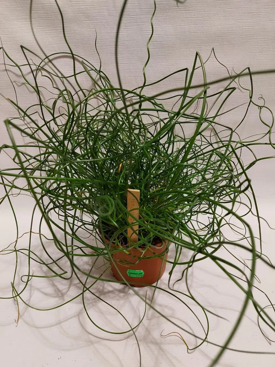 Tuincentrum Heerdink Juncus Spiralis kurkentrekkersgras