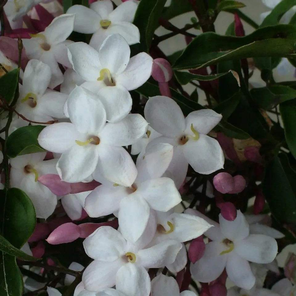 The Natural World Jasminum polyanthum jasmijn plant geurend