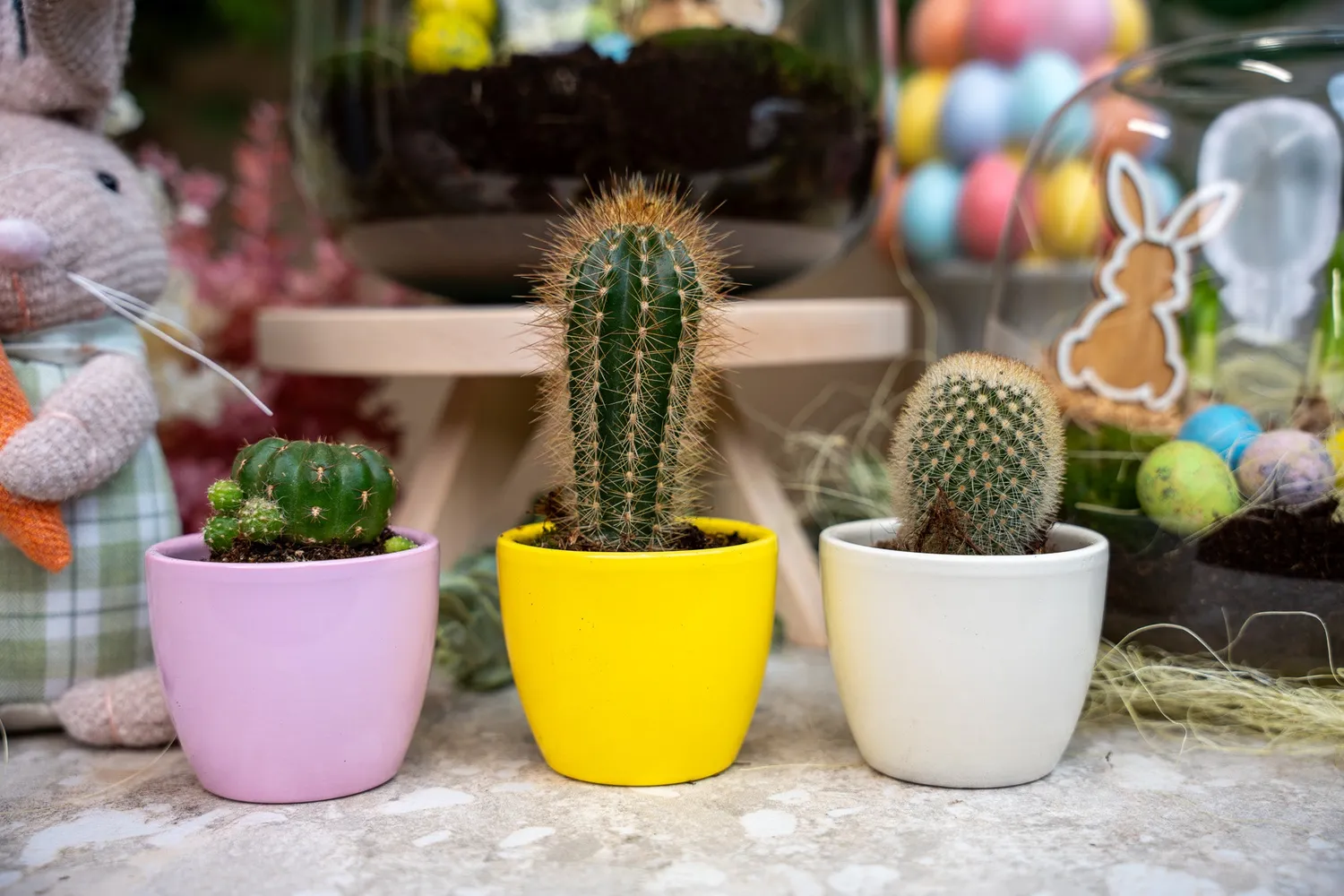 Urbanjungl Pastel Spring plantenset vetplanten 3 stuks Ø 6 cm