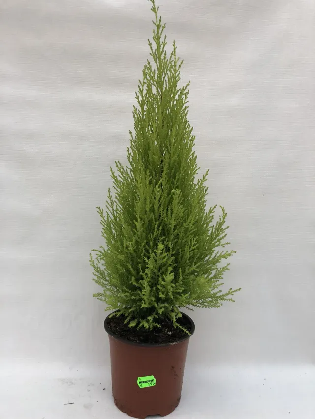 Cupressus Goldcrest kamerconifeer pot citroengeur groen