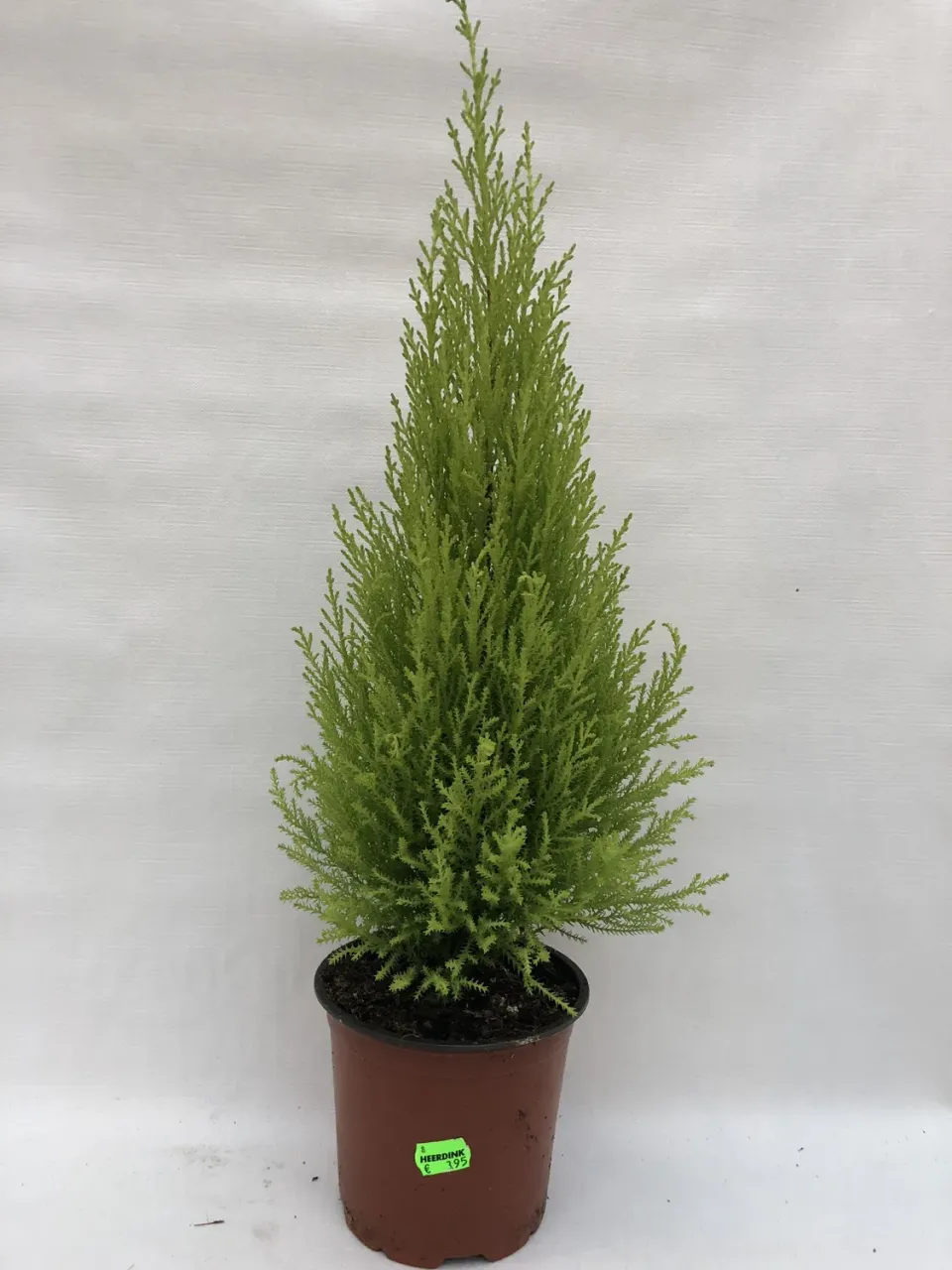 Cupressus Goldcrest kamerconifeer pot citroengeur groen