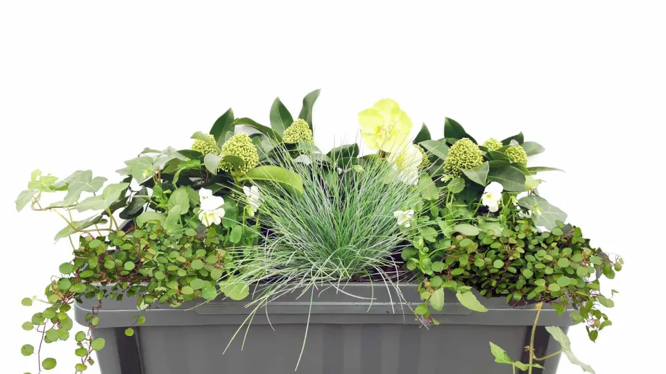 Huyskweker Gameren Neva V60 aardbeiplant vroeg voor moestuin