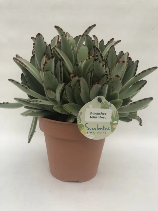 Kalanchoe tomentosa kamerplant 25 cm grijs viltblad