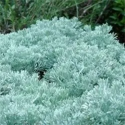 The Natural World Artemisia caucasica plant P9 grijs
