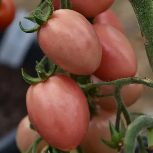 The Natural World Thai Pink tomaat plant roze vleestomaat