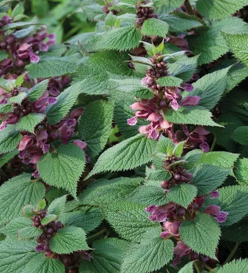 The Natural World Lamium orvala dovenetel P9 roze bloem