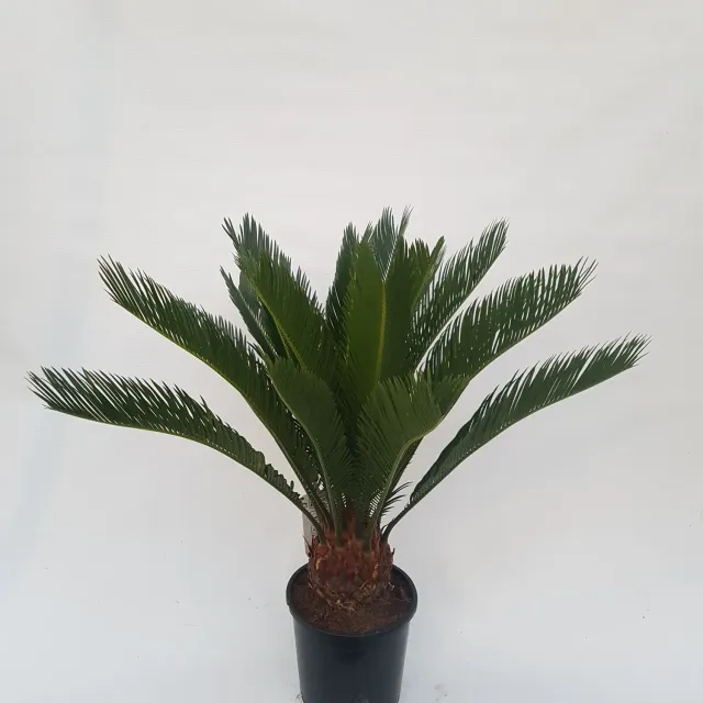 Tuincentrum Heerdink Cycas revoluta sagopalm 60 cm
