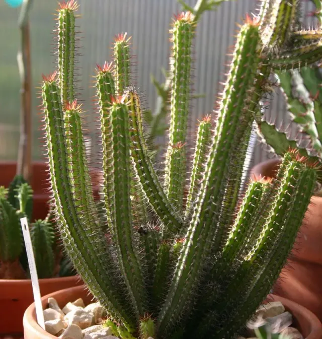 The Natural World Euphorbia baioensis vetplant