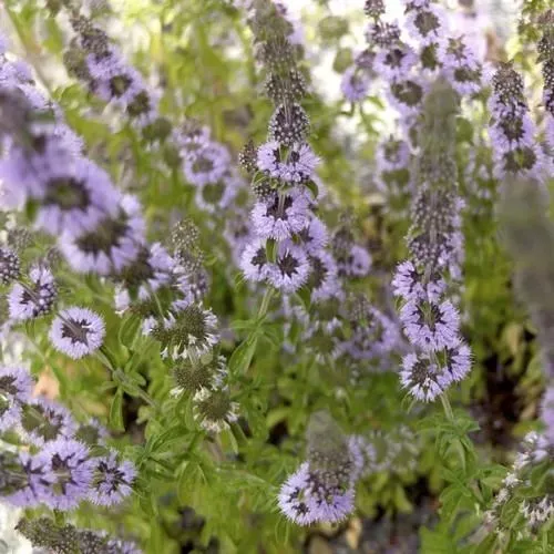 The Natural World Mentha pulegium poleimunt P9 pot