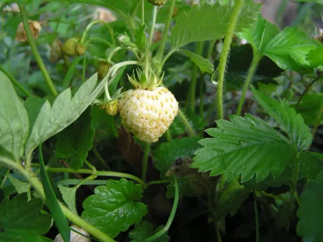 The Natural World Fragaria vesca alba aardbeiplant wit