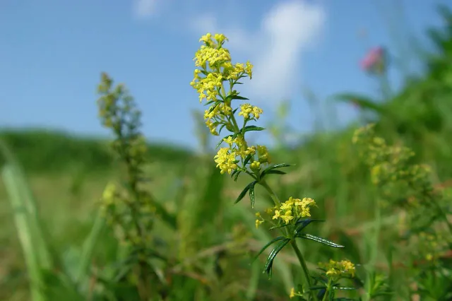 The Natural World Galium verum walstrozaden geel