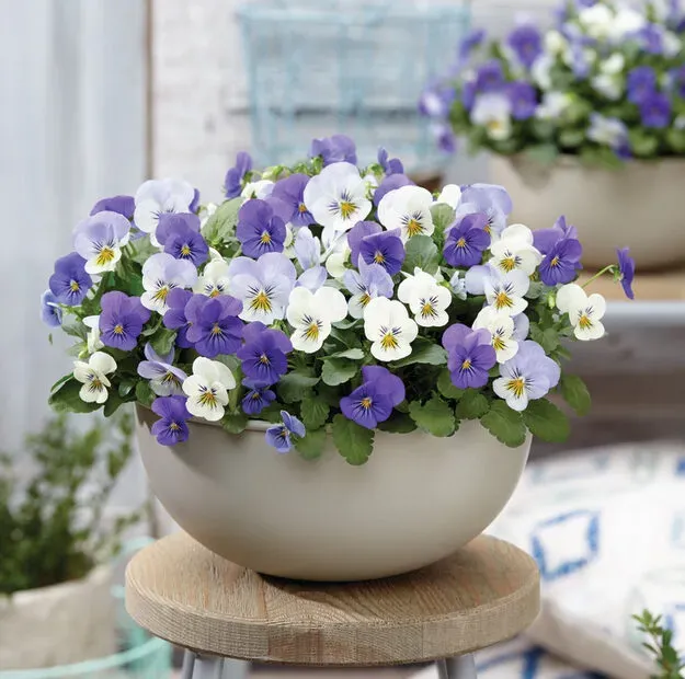 Huyskweker Gameren Athens FM hanggeranium wit balkon