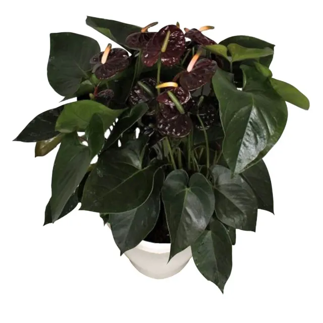 XL-Bloom YoungPlants XL.74 Aloha Black plant eetbaar