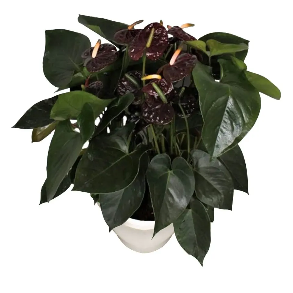 XL-Bloom YoungPlants XL.74 Aloha Black plant eetbaar