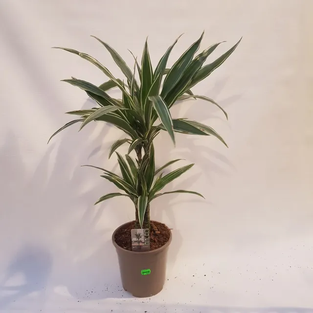 Dracaena fragrans White Stripe drakenbloedboom  lucht