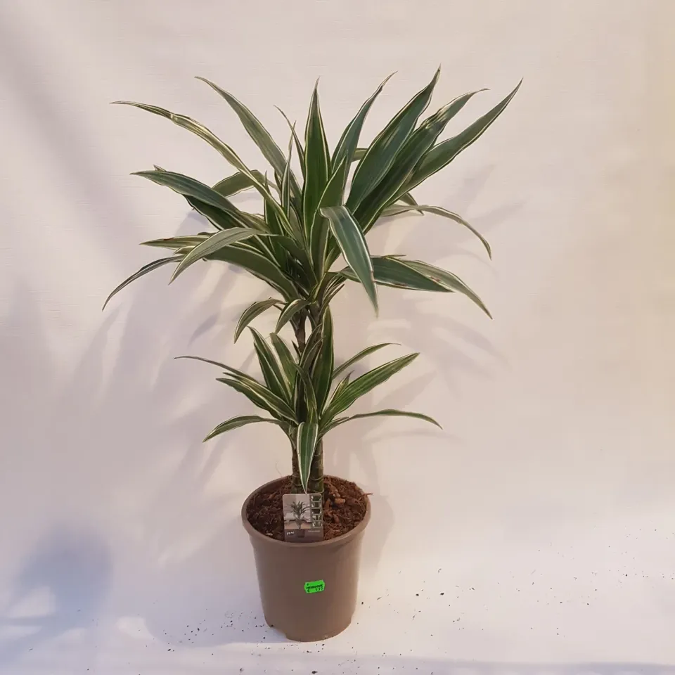 Dracaena fragrans White Stripe drakenbloedboom  lucht