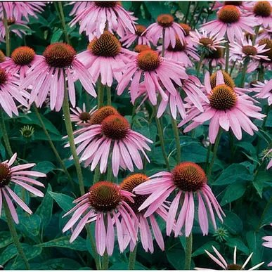 The Natural World Echinacea purpurea zonnehoed P9 thee