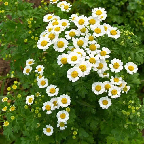 The Natural World Tanacetum moederkruid plant wit P9