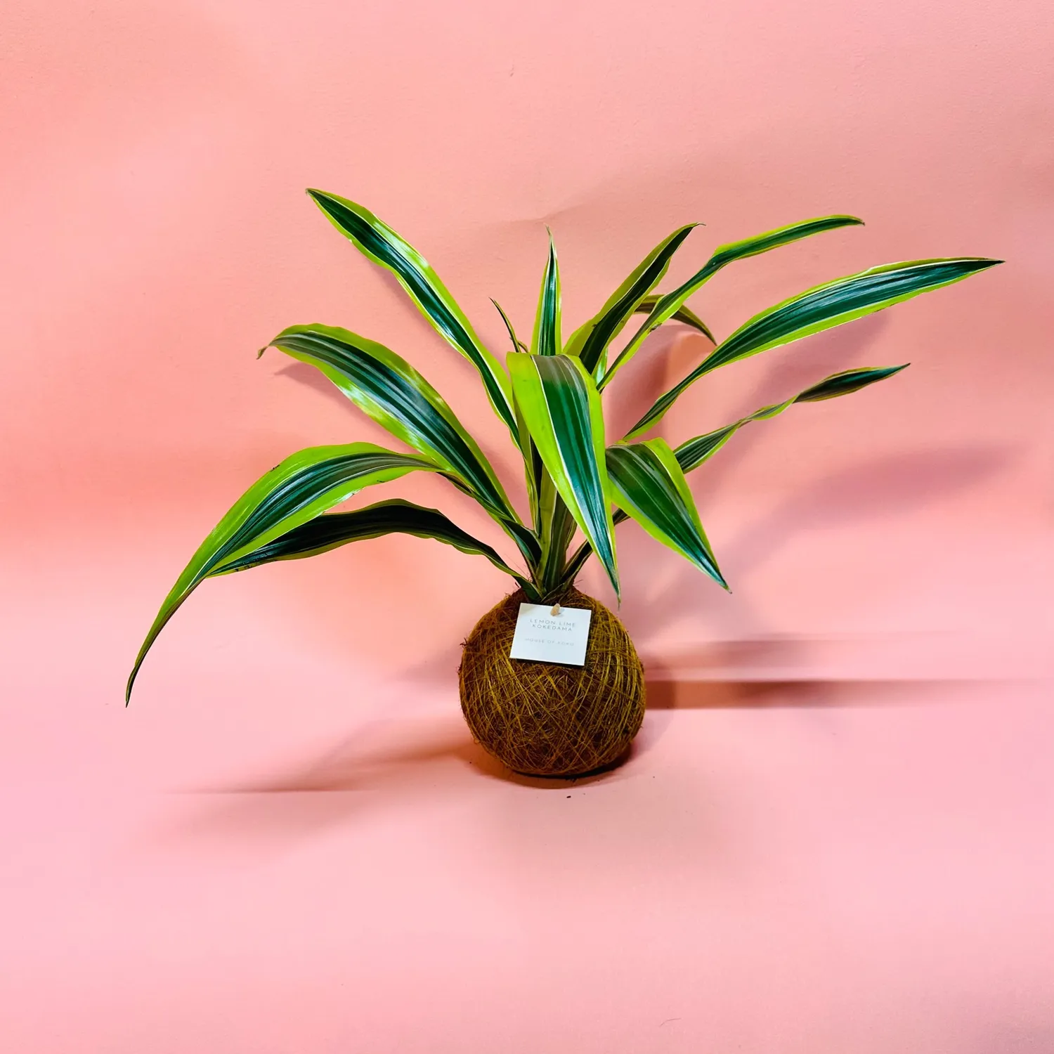 House of Koko Lemon Lime kokedama zonder schaaltje
