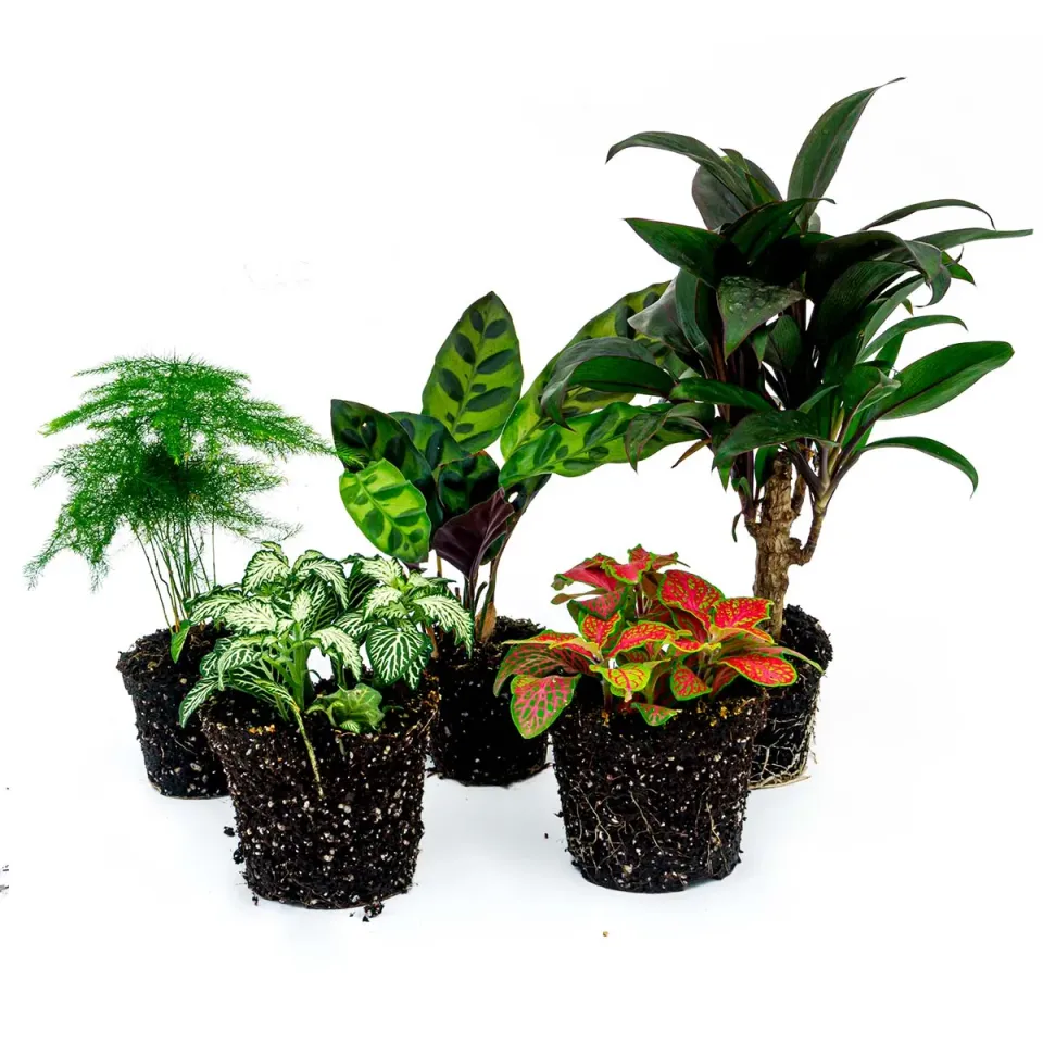 Urbanjungl Terrariumplantenpakket Lancifolia 5 planten