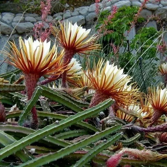 The Natural World Selenicereus grandiflorus cactus nachtbloeier