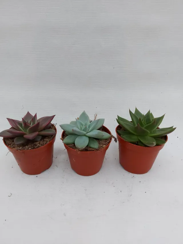 Tuincentrum Heerdink Echeveria agavoides vetplant rozet