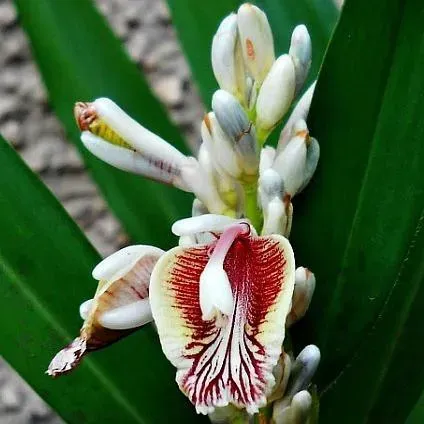 The Natural World Alpinia officinarum galangaplant P9 eetbaar