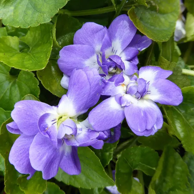 The Natural World Viola odorata Duchesse de Parme viool plant eetbaar