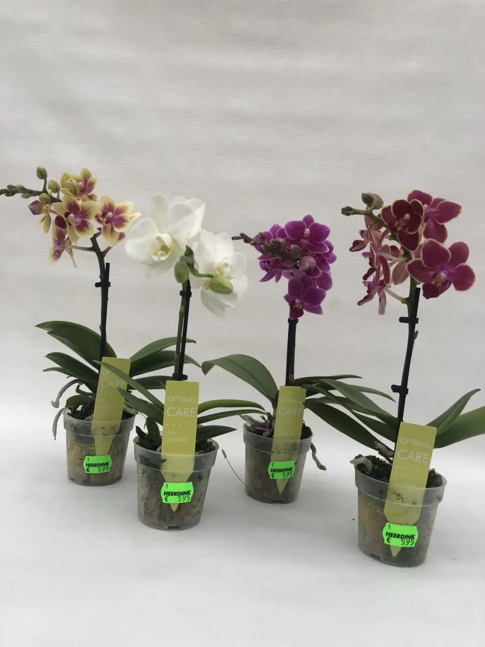 Tuincentrum Heerdink Phalaenopsis mini orchidee compact