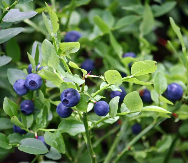 The Natural World Vaccinium myrtillus plant P9 eetbaar