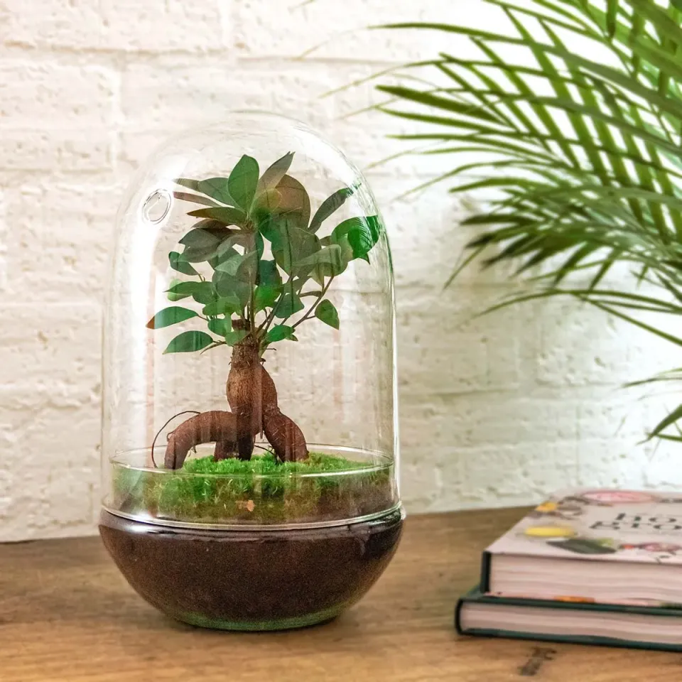 Urbanjungl Egg XL Bonsai planten terrarium kit 30 cm