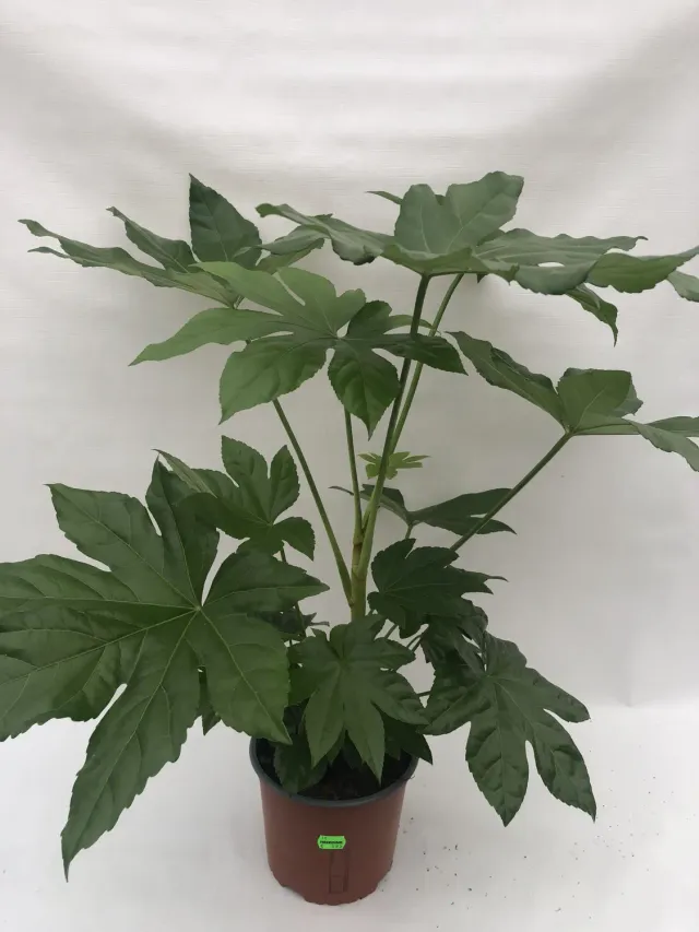 Tuincentrum Heerdink Fatsia japonica vingerplant 50 cm